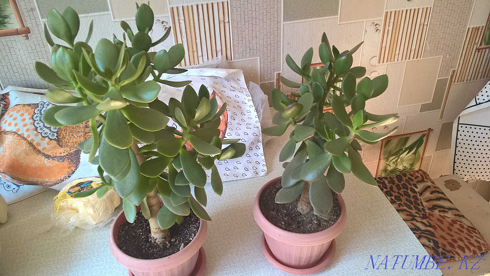 Living tree and other indoor flowers Kapshagay - photo 1