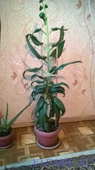 Living tree and other indoor flowers Kapshagay - photo 2