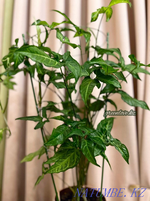 Сингониумы в ассортименте Шымкент - изображение 5