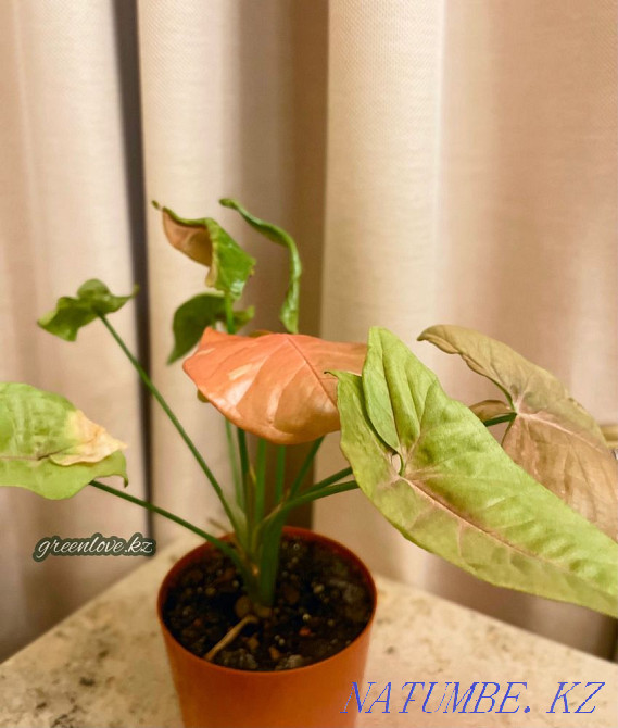 Сингониумы в ассортименте Шымкент - изображение 7