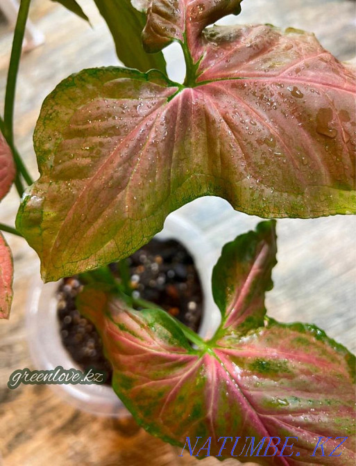 Сингониумы в ассортименте Шымкент - изображение 3