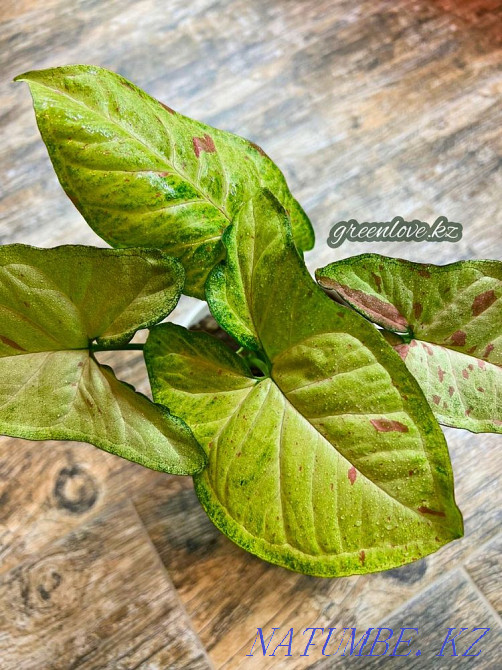 Сингониумы в ассортименте Шымкент - изображение 4