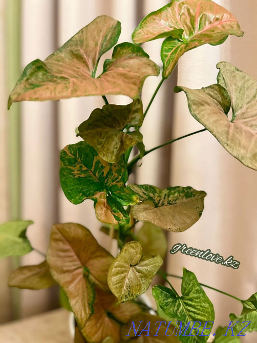 Сингониумы в ассортименте Шымкент - изображение 6