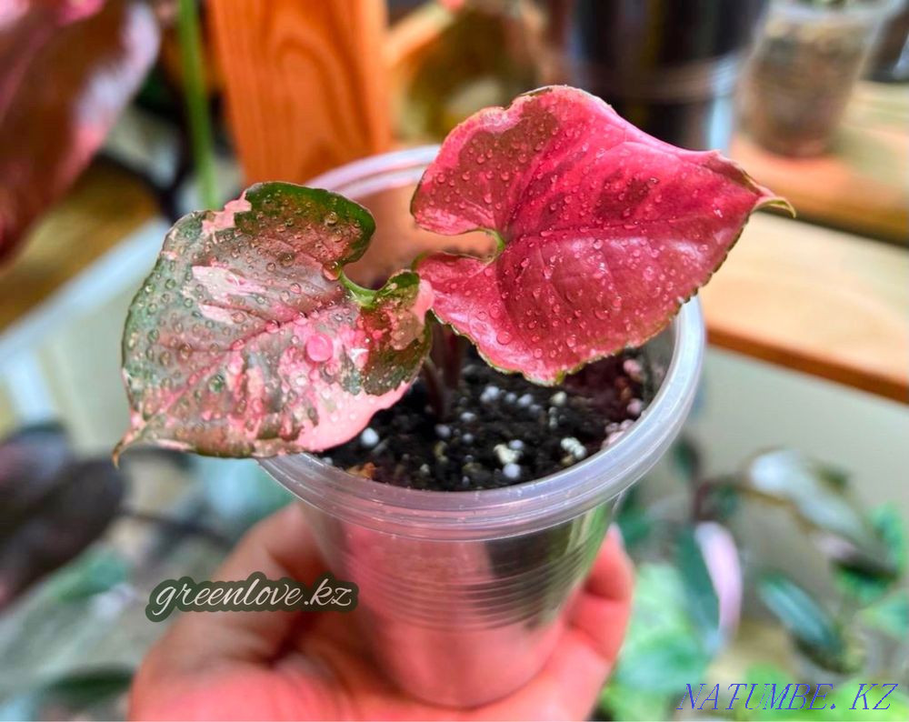 Сингониумы в ассортименте Шымкент - изображение 1