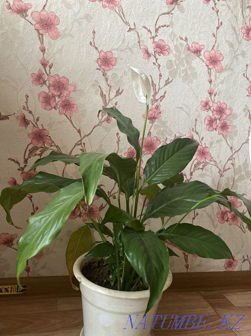 I will sell indoor flowers all for 2000 tenge Aqsu - photo 1