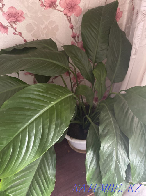 I will sell indoor flowers all for 2000 tenge Aqsu - photo 4