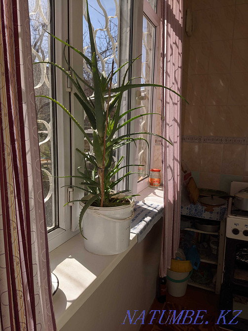 Sell color oloe Shymkent - photo 2