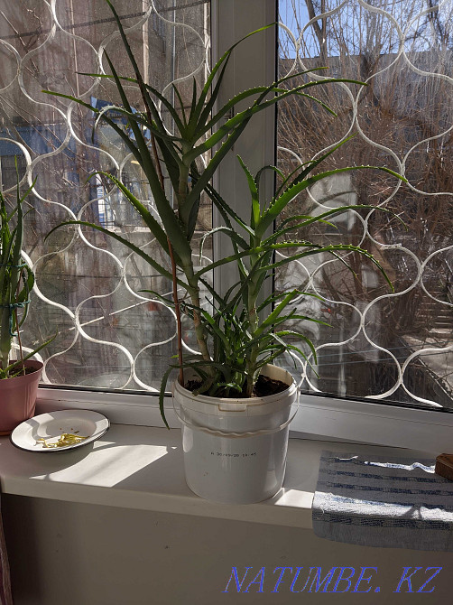 Sell color oloe Shymkent - photo 1