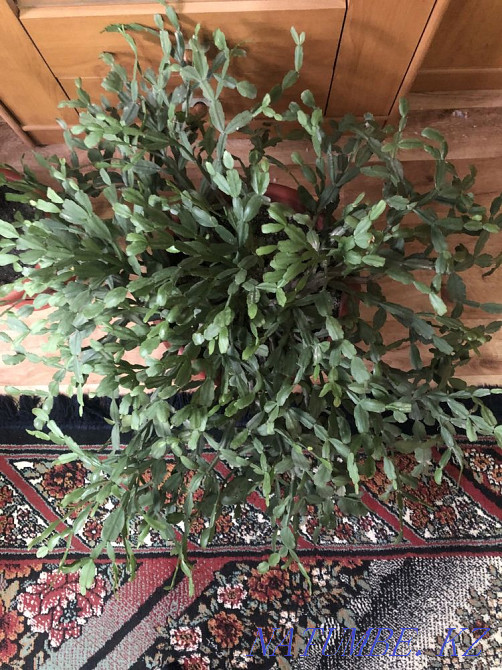 Декабрист (цветущий) Каргалы - изображение 4