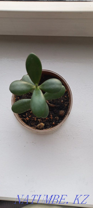 I will sell a money tree (krasula, fat woman) Almaty - photo 2