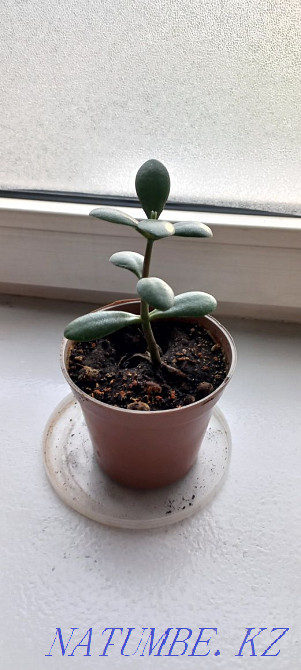 I will sell a money tree (krasula, fat woman) Almaty - photo 1