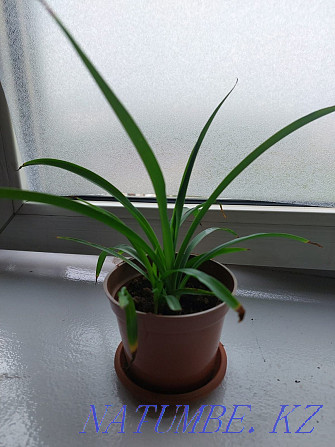 I will sell chlorophytum Almaty - photo 4