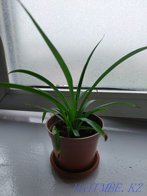 Продам хлорофитум Алматы - изображение 4