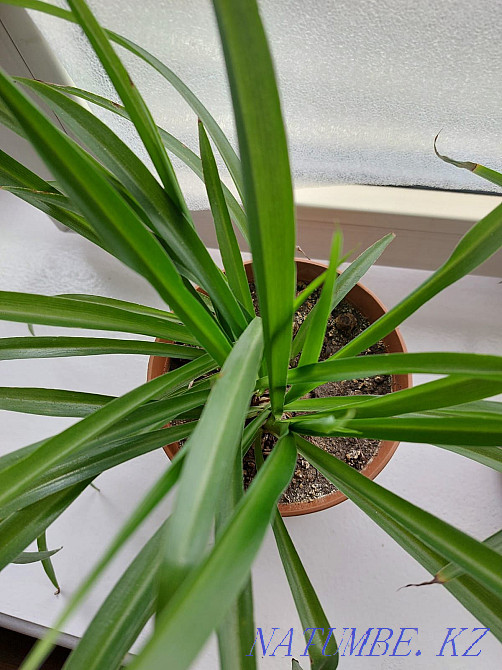 Продам хлорофитум Алматы - изображение 2