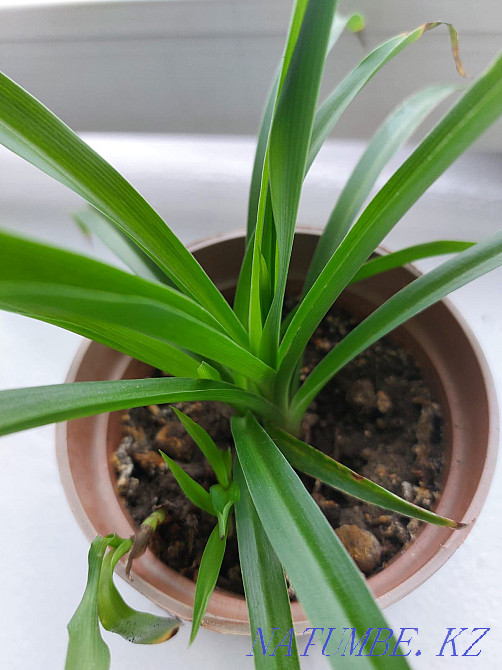 Продам хлорофитум Алматы - изображение 3