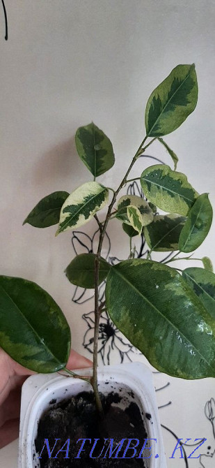 Фикус Бенджамина пёстрый Шахтинск - изображение 1