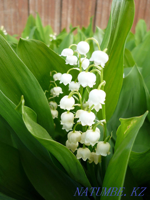 Lilies of the valley available | Flowers | Lily of the valley bouquet 2990? | Flowers delivery | 28 Astana - photo 4