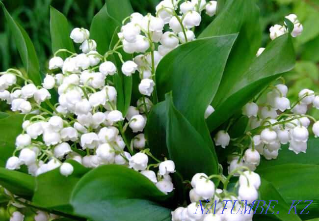 Lilies of the valley available | Flowers | Lily of the valley bouquet 2990? | Flowers delivery | 28 Astana - photo 3