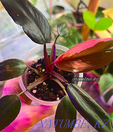 Philodendron Pink Princess (Pink princess) Shymkent - photo 1