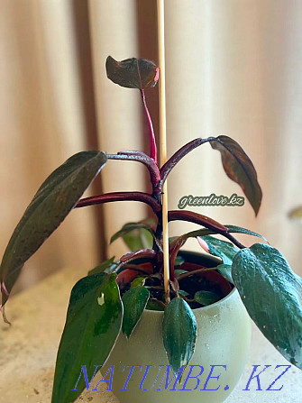 Philodendron Pink Princess (Pink princess) Shymkent - photo 2