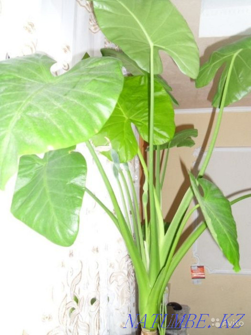 Комнатное растение Алоказия 1500т от высоты Боралдай - изображение 1