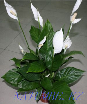 комнатное растение Женское счастье от 2500т Боралдай - изображение 1