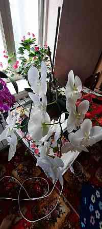 Орхидея 2 жылдык Шымкент