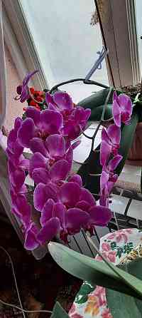Орхидея 2 жылдык Shymkent