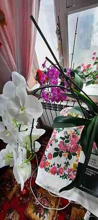 Орхидея 2 жылдык Шымкент
