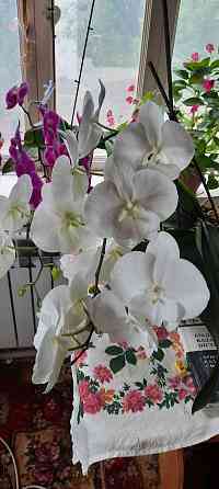 Орхидея 2 жылдык Shymkent