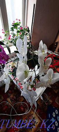 Orchid 2 jyldyk Shymkent - photo 3