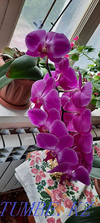 Orchid 2 jyldyk Shymkent - photo 1