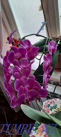 Orchid 2 jyldyk Shymkent - photo 5