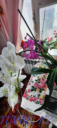 Orchid 2 jyldyk Shymkent - photo 2