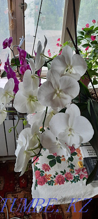 Orchid 2 jyldyk Shymkent - photo 4