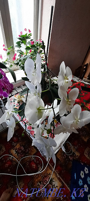 Орхидея 2 жылдык Шымкент - изображение 3
