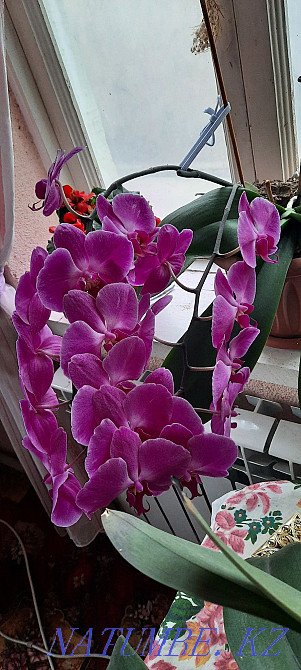 Орхидея 2 жылдык Шымкент - изображение 5