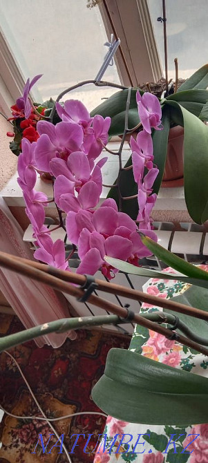 Орхидея 2 жылдык Шымкент - изображение 6