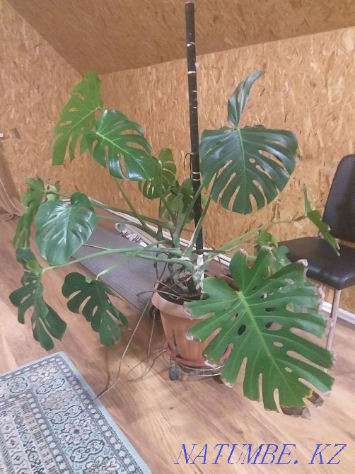 Selling my master!!! Kostanay - photo 1