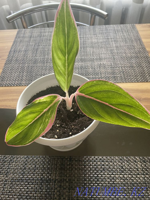 Agloanema crit Taldykorgan - photo 1