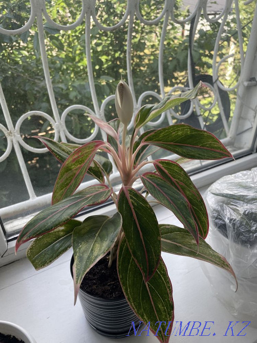 Agloanema crit Taldykorgan - photo 3