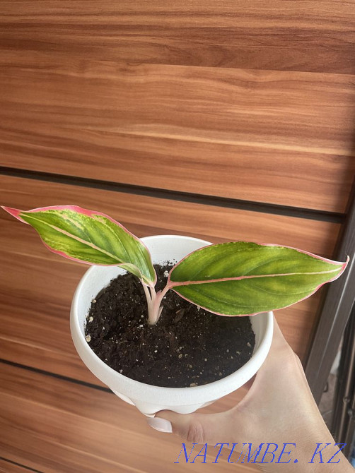 Agloanema crit Taldykorgan - photo 2