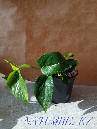 Epipremnum golden (Scindapsus) for sale Ust-Kamenogorsk - photo 4