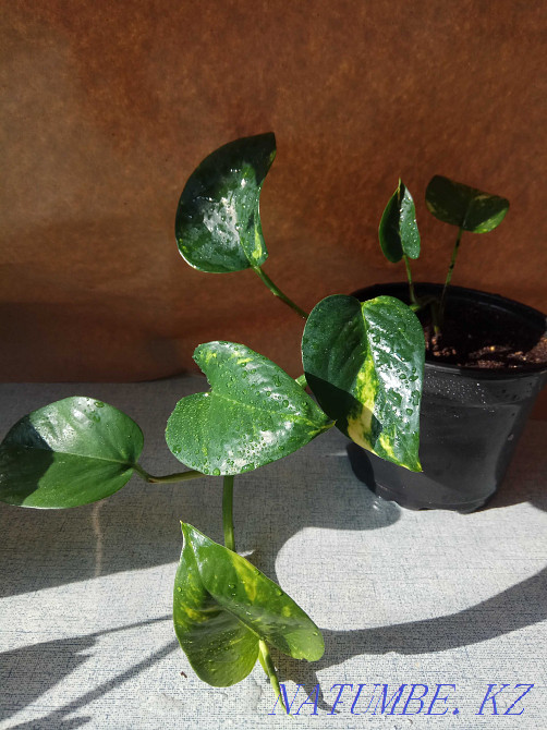 Epipremnum golden (Scindapsus) for sale Ust-Kamenogorsk - photo 3