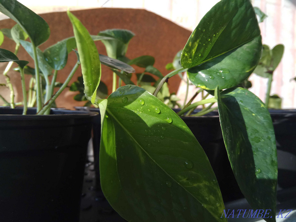 Epipremnum golden (Scindapsus) for sale Ust-Kamenogorsk - photo 1