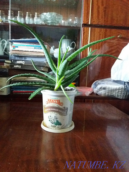 aloe vera medicinal plant for sale Karagandy - photo 1