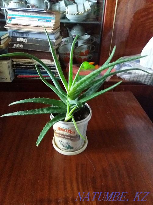 aloe vera medicinal plant for sale Karagandy - photo 3