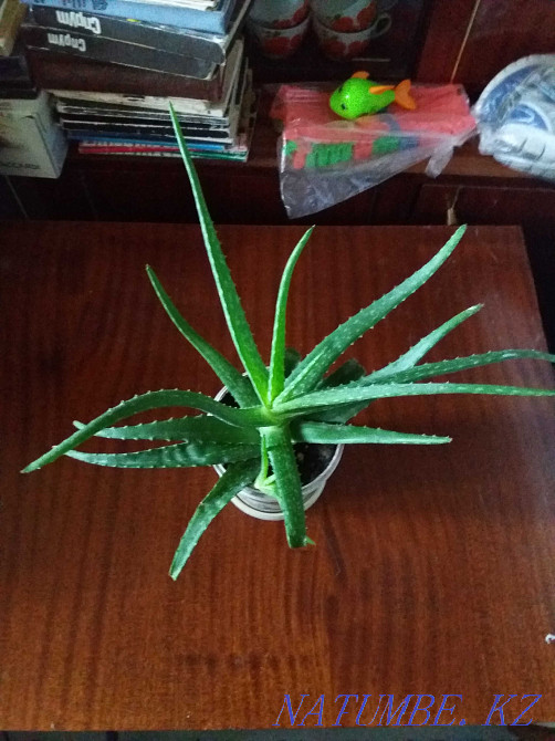 aloe vera medicinal plant for sale Karagandy - photo 2