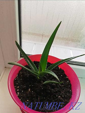 Scarlet flower in a pink pot Kostanay - photo 2