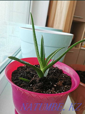 Scarlet flower in a pink pot Kostanay - photo 5